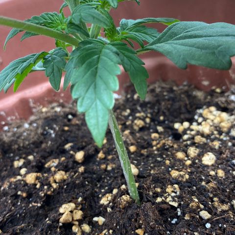 Amnesia Haze Auto growlog timeline photo