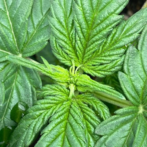 Amnesia Haze Auto growlog timeline photo
