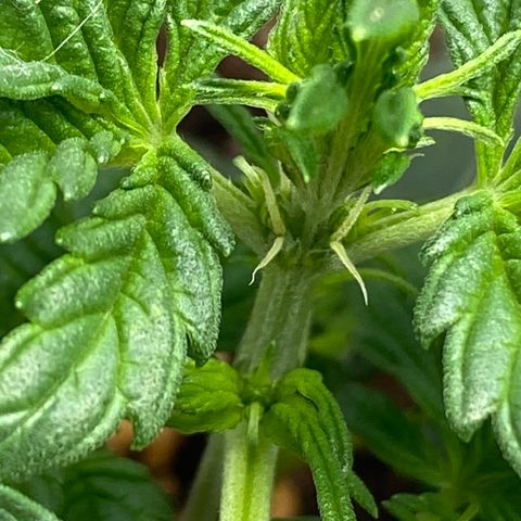 Amnesia Haze Auto growlog timeline photo
