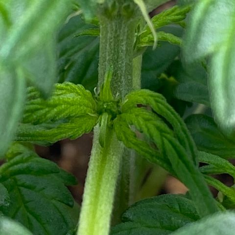 Amnesia Haze Auto growlog timeline photo
