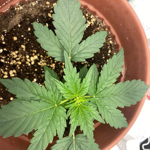 Amnesia Haze Auto growlog timeline photo