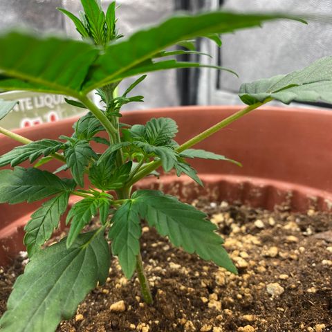 Amnesia Haze Auto growlog timeline photo