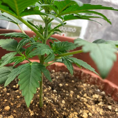 Amnesia Haze Auto growlog timeline photo
