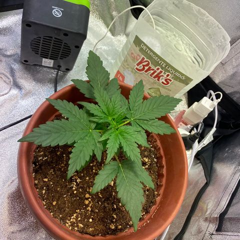 Amnesia Haze Auto growlog timeline photo