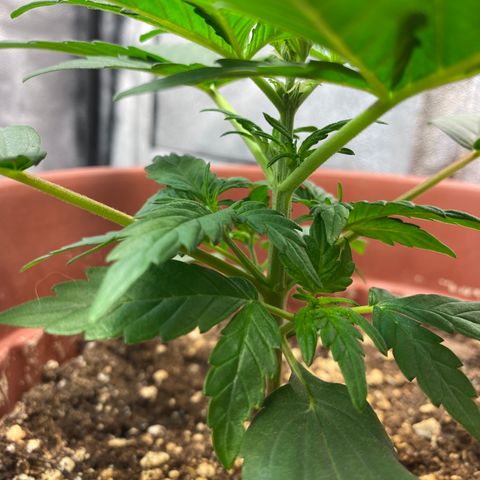 Amnesia Haze Auto growlog timeline photo