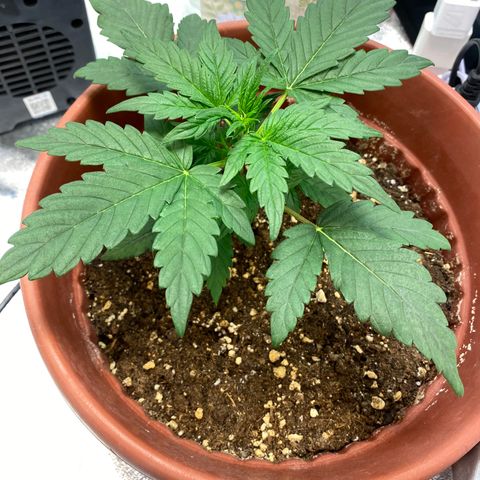 Amnesia Haze Auto growlog timeline photo