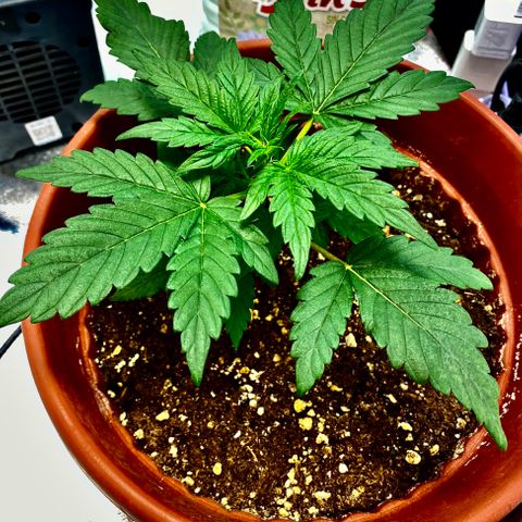 Amnesia Haze Auto growlog timeline photo