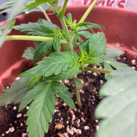 Amnesia Haze Auto growlog timeline photo