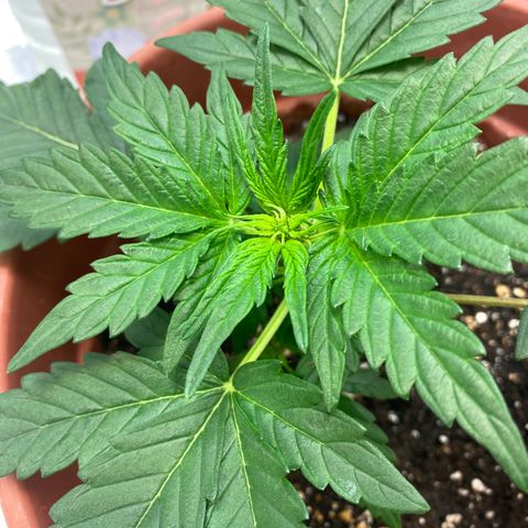 Amnesia Haze Auto growlog timeline photo