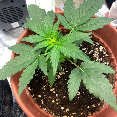 Amnesia Haze Auto growlog timeline photo