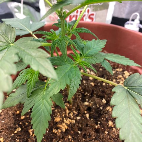 Amnesia Haze Auto growlog timeline photo