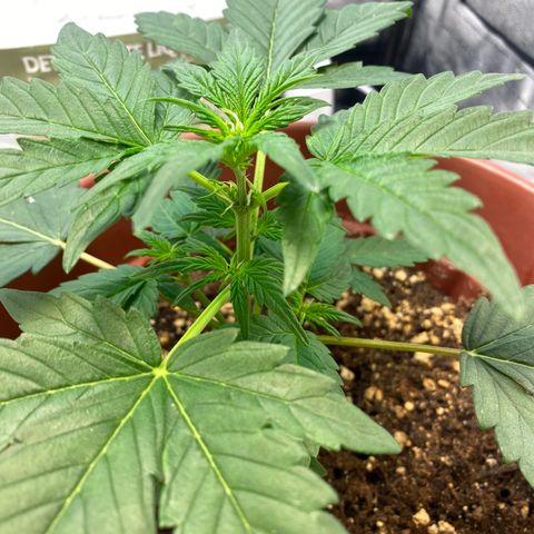 Amnesia Haze Auto growlog timeline photo