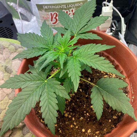 Amnesia Haze Auto growlog timeline photo