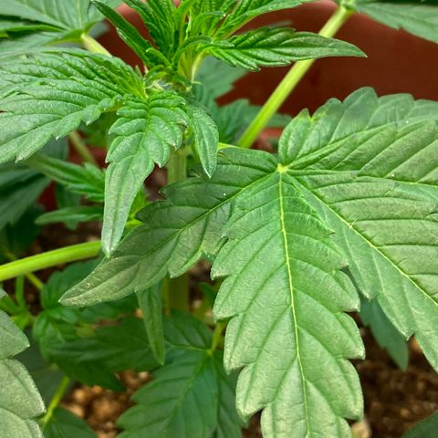 Amnesia Haze Auto growlog timeline photo