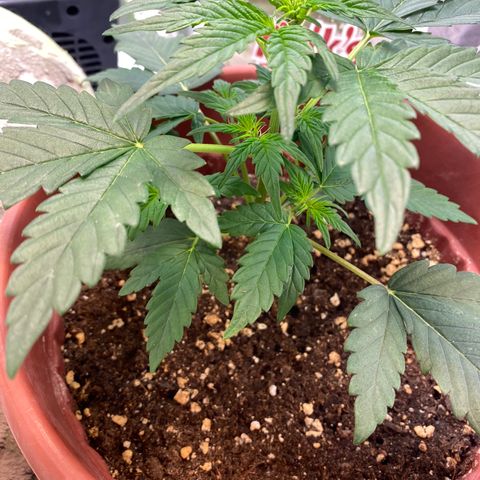 Amnesia Haze Auto growlog timeline photo