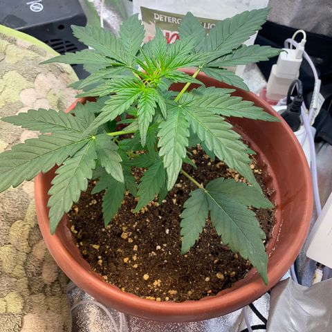 Amnesia Haze Auto growlog timeline photo