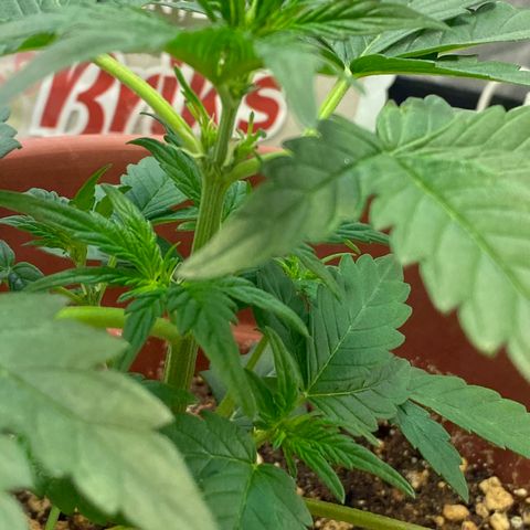 Amnesia Haze Auto growlog timeline photo