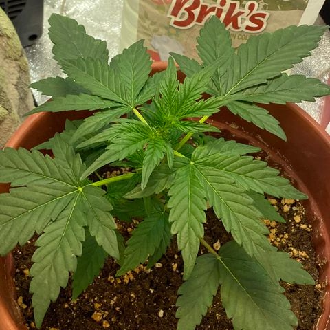 Amnesia Haze Auto growlog timeline photo