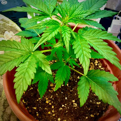 Amnesia Haze Auto growlog timeline photo