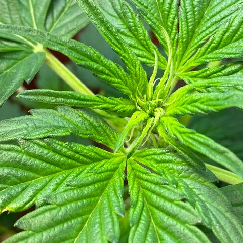 Amnesia Haze Auto growlog timeline photo
