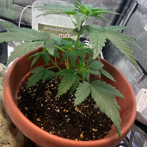 Amnesia Haze Auto growlog timeline photo