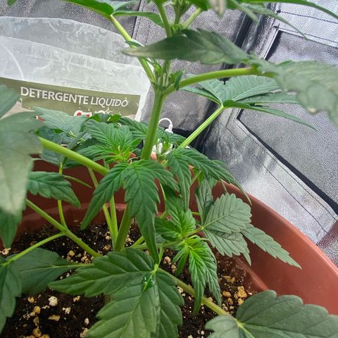 Amnesia Haze Auto growlog timeline photo