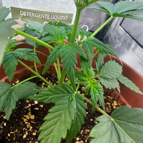 Amnesia Haze Auto growlog timeline photo