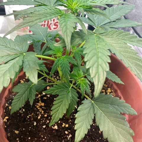 Amnesia Haze Auto growlog timeline photo