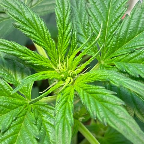 Amnesia Haze Auto growlog timeline photo