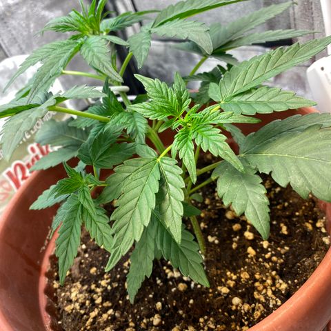 Amnesia Haze Auto growlog timeline photo