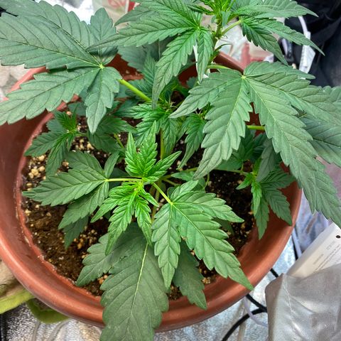 Amnesia Haze Auto growlog timeline photo