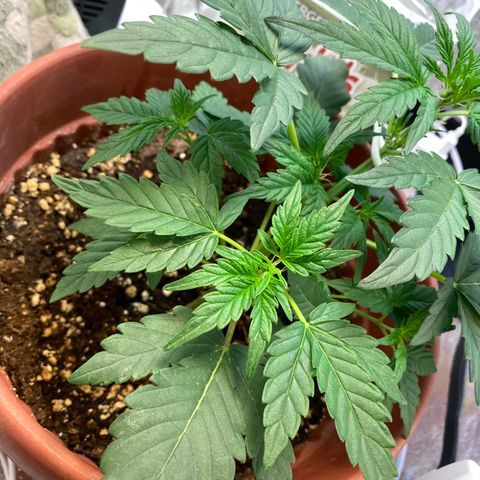 Amnesia Haze Auto growlog timeline photo