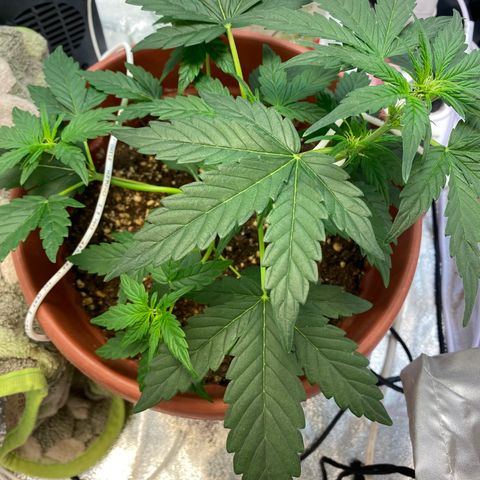 Amnesia Haze Auto growlog photo: Se empieza apreciar una carencia, aun no sé de que tipo