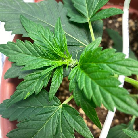 Amnesia Haze Auto growlog photo: Se empieza apreciar una carencia, aun no sé de que tipo