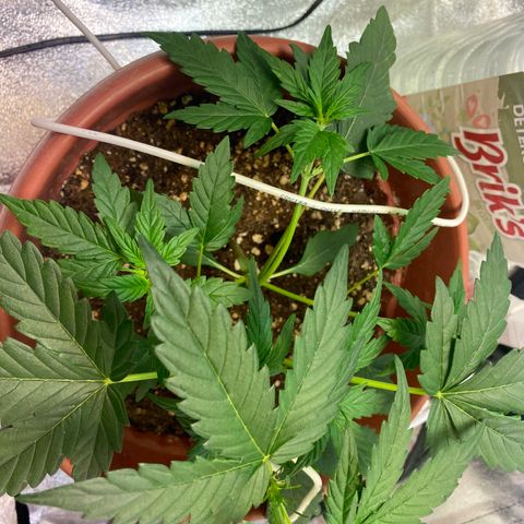 Amnesia Haze Auto growlog photo: Se empieza apreciar una carencia, aun no sé de que tipo