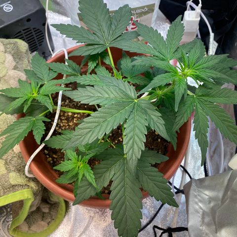 Amnesia Haze Auto growlog photo: Se empieza apreciar una carencia, aun no sé de que tipo