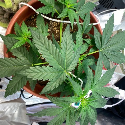 Amnesia Haze Auto growlog photo: Se empieza apreciar una carencia, aun no sé de que tipo