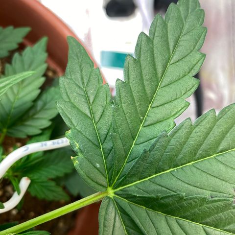 Amnesia Haze Auto growlog photo: Se empieza apreciar una carencia, aun no sé de que tipo