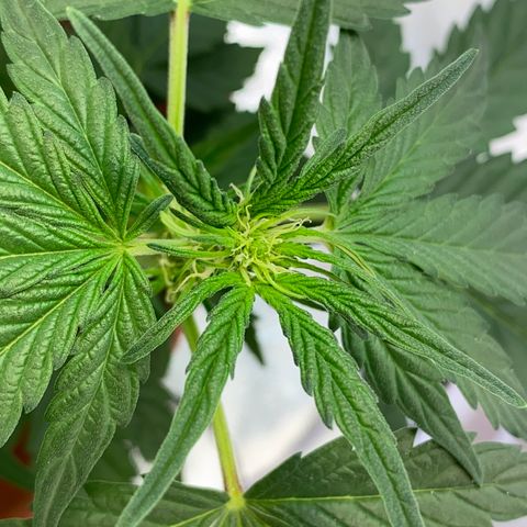 Amnesia Haze Auto growlog timeline photo
