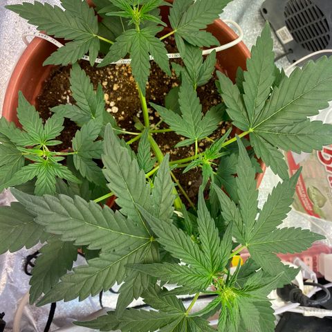 Amnesia Haze Auto growlog timeline photo