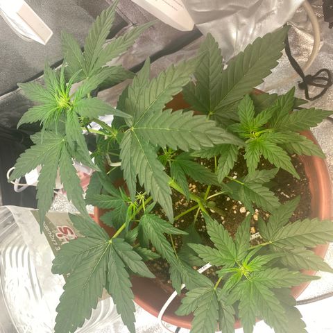 Amnesia Haze Auto growlog timeline photo