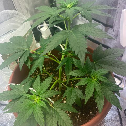 Amnesia Haze Auto growlog timeline photo