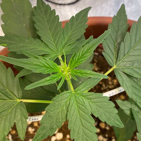 Amnesia Haze Auto growlog timeline photo