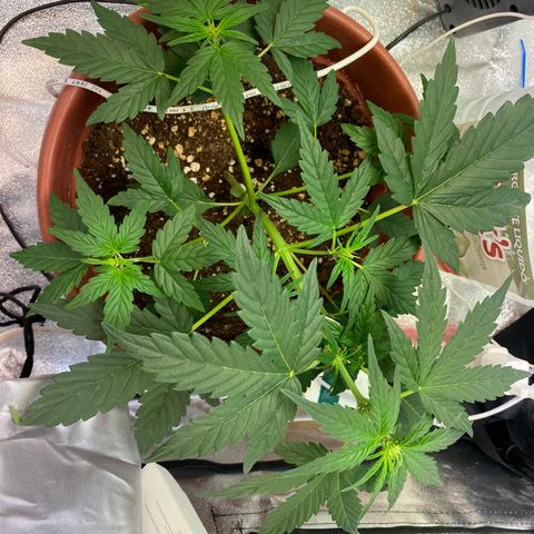 Amnesia Haze Auto growlog timeline photo
