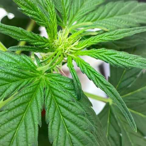 Amnesia Haze Auto growlog timeline photo