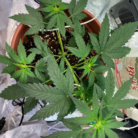 Amnesia Haze Auto growlog timeline photo