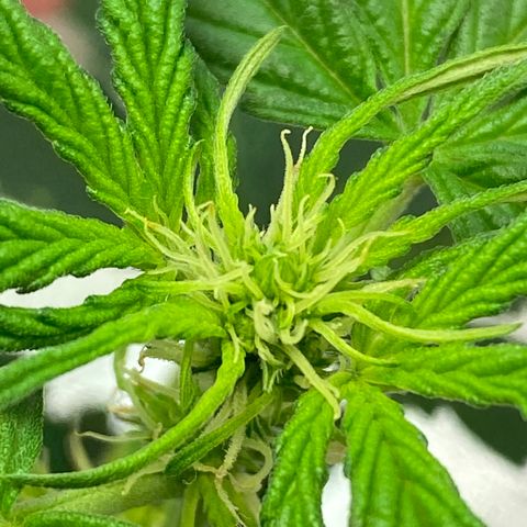 Amnesia Haze Auto growlog timeline photo