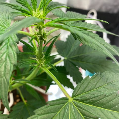 Amnesia Haze Auto growlog timeline photo