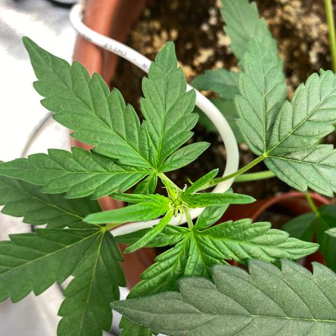 Amnesia Haze Auto growlog timeline photo