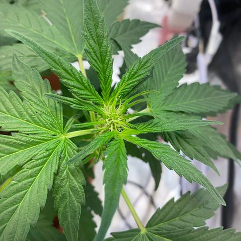 Amnesia Haze Auto growlog timeline photo